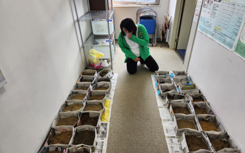 A woman in a green sweater kneels on the floor next to rows of radioactive soil samples