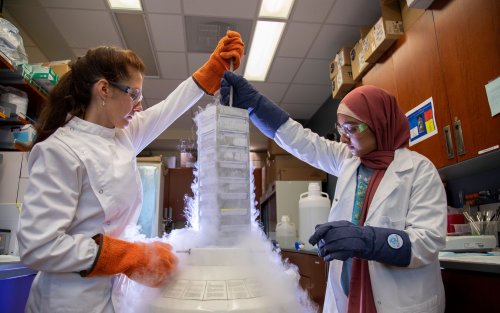 Two researchers wearing protective lab coats, glasses and gloves pull research specimens out of a deep freezer as condensed water vapor pours out.