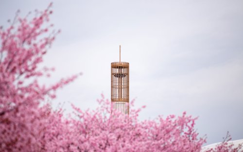 Image of UAlbany's Carillon tower with blooming trees in front.