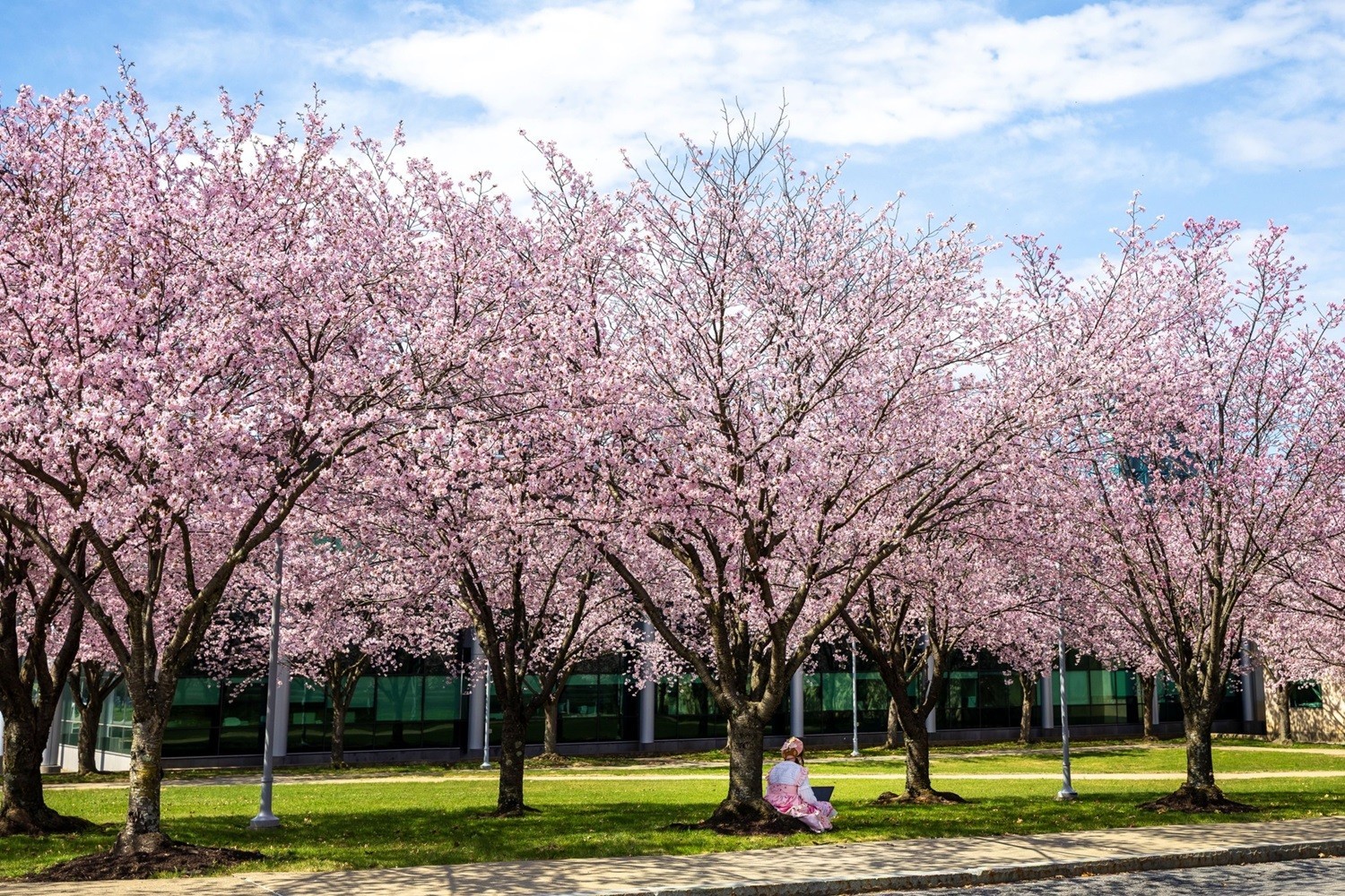 A student studies under the cherry blossoms outside UAlbany's Life Sciences Research Building.