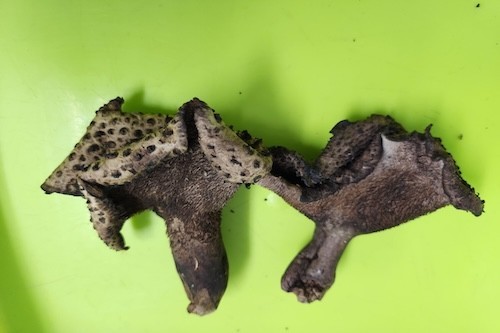 Two dark colored mushrooms appear on a bright green surface