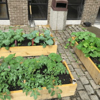 Three garden beds with green plants sit on a grey brick outdoor patio.