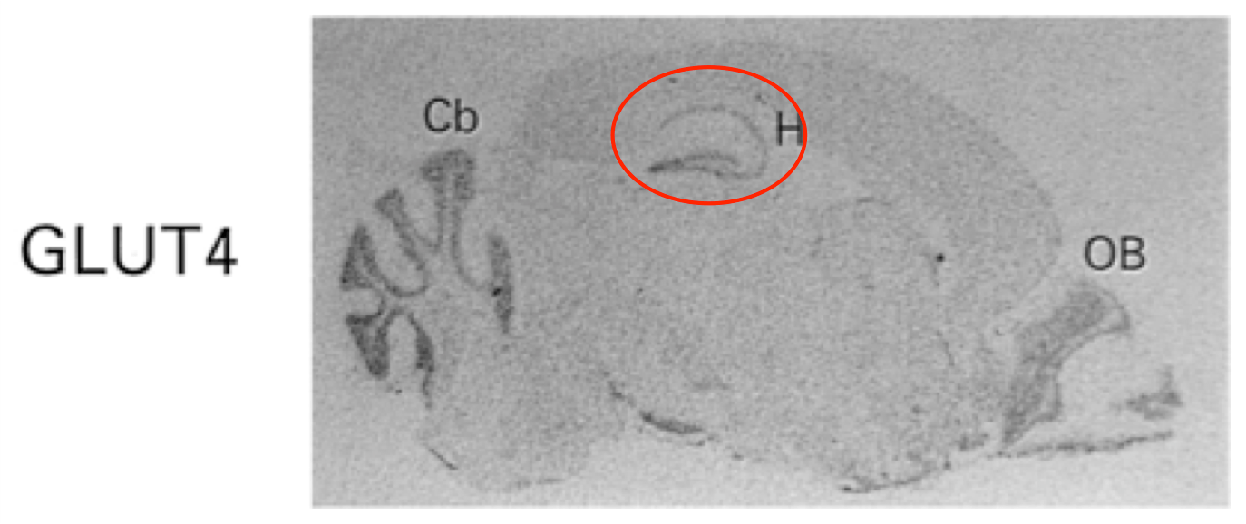 Distribution of GluT4 in a rat brain