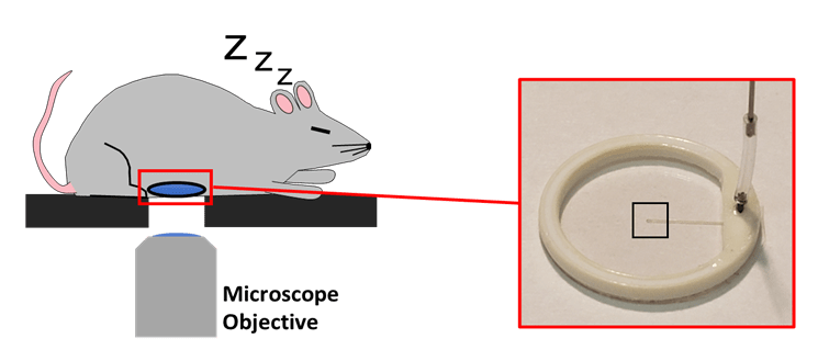 This image shows a cartoon of a mouse with an implanted intra-vital imaging window that is above a microscope objective lens. There is an inset showing a close-up image of the intravital imaging window with a microfluidic channel. 