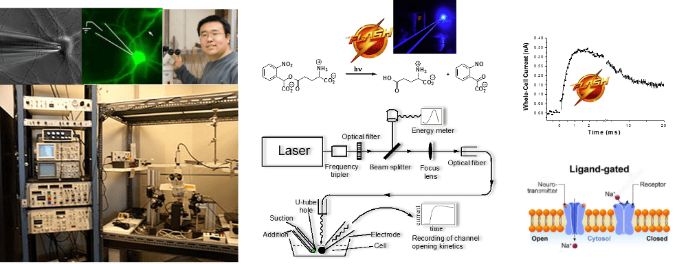 A graphic showing various images, including images of a cell, a florescent cell, a smiling researcher, laboratory equipment, lasers, a Flash icon, chemical compounds, a diagram of an experiment testing a laser’s effect on a cell, a chart showing whole-cell current over time and an illustration of a ligand-gated ion channel.