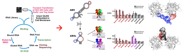 An infographic with two parts. The first graphic depicts the Transient Transfection of HEK-293 Cells with GluR2 and TAg Genes. The intact GluR2 are embedded in cell membrane and bonded with RNA Library. Through Elution by NBQx, the Bound RNA become Eluted RNA. Through RT-PCR, the Eluted RNA become DNA, which undergoes a cloning sequence and transcription to become the RNA Pool. The second graphic depicts a full AB9 becoming an AMPA receptor and pieces AB9s becoming an AMPA receptor and KA receptor, and two 