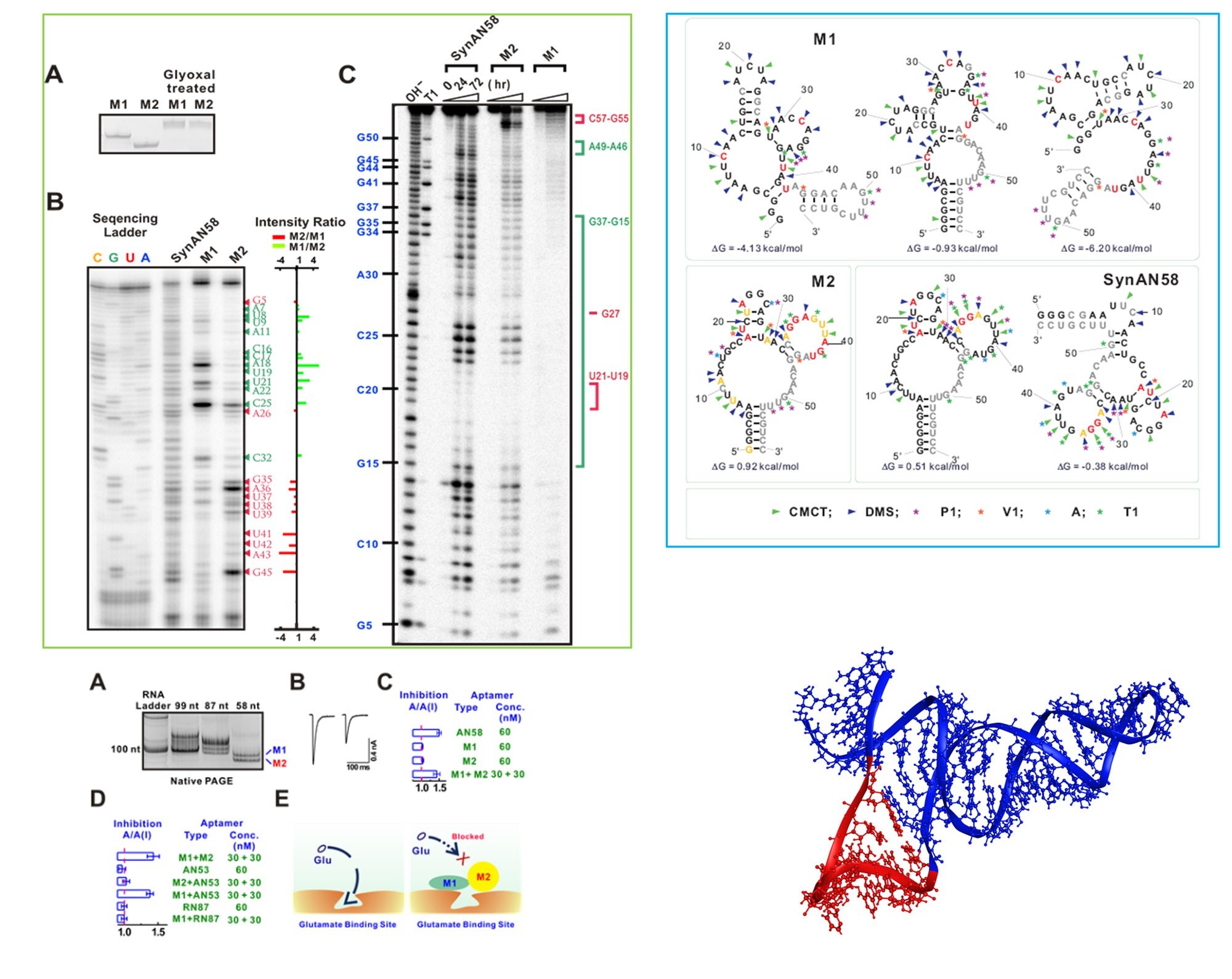 An infographic with three examples of DNA sequencing, six images of complex chemical compounds, and five graphics showing an RNA ladder, a mathematical graph, two chemistry equations, and illustrations of unblocked and blocked glutamate binding sites. 