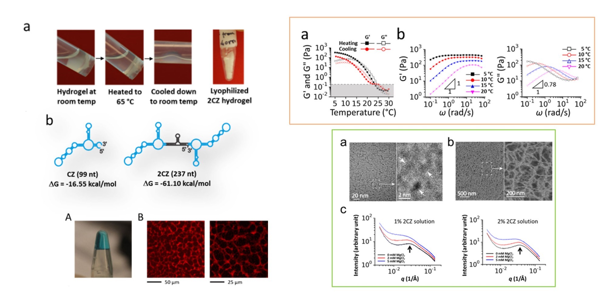 An infographic with four images of liquid inside a test tube. The first image labeled “Hydrogel at room temp,” the second image labeled “Heated to 65 degrees Celsius,” the third image labeled “Cooled down to room temp” and the fourth image labeled “Lyophilized 2CZ hydrogel.” The infographic also includes two images of chemical compounds, one image of a test tube, two microscope images of motor neurons in mice, five line graphs and four microscopic images.