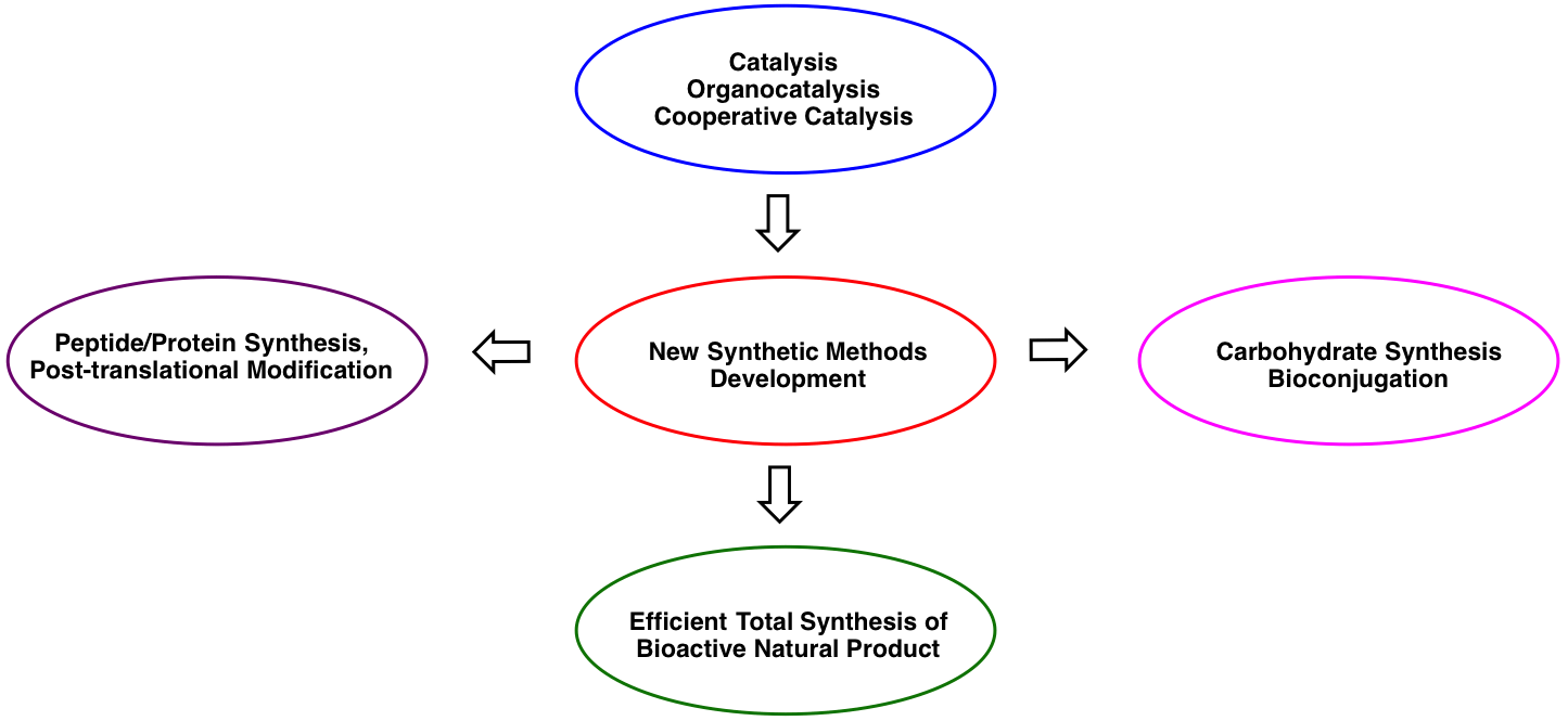 Diagram illustrating The Wang Group's research process of the development of new synthetic methods for natural product synthesis