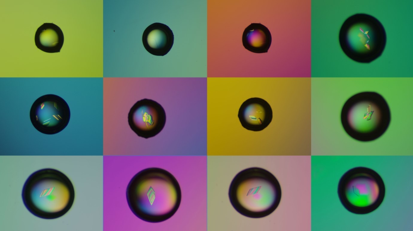 Composite image includes 12 colorful images arranged in a grid. Each features a dark ring with amorphous shapes within. In several of the rings, more distinct diamond/rhombus shapes are visible. These represent more fully formed DNA crystals. 