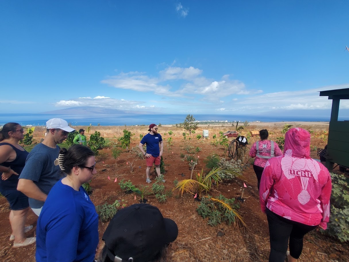 Community volunteers plant Ulu trees on a farm affected by the Lahaina fires.