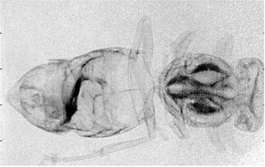 X-ray of an insect.