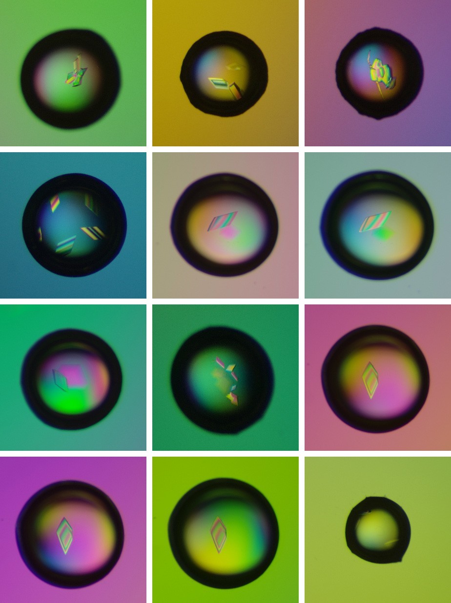 Colorful grid containing 12 square images, each featuring a black ring with colorful geometric shapes inside.
