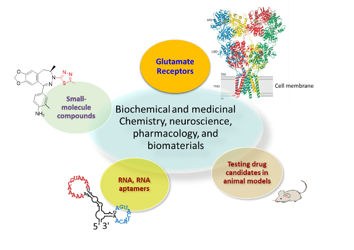 A graphic representation of the lab’s research. The middle oval includes the words “Biochemical and medicinal Chemistry, neuroscience, pharmacology, and biomaterials.” Four other, smaller ovals include the words, “Glutamate Receptors,” “Testing drug candidates on animal models,” “RNA, RNA aptamers,” and “Small-molecule compounds.” 