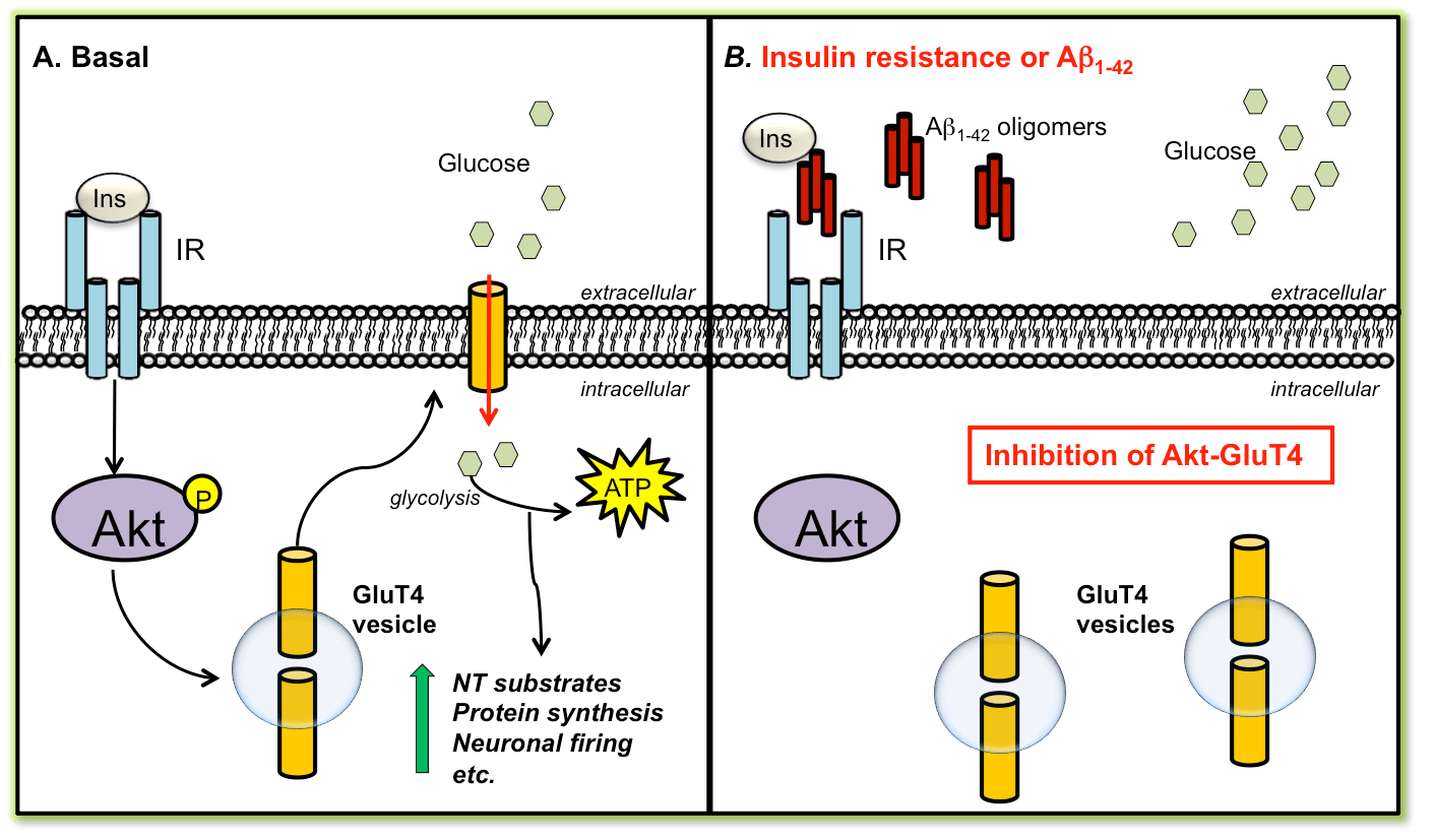Working model of insulin and beta-amyloid modulating neuronal glucose uptake