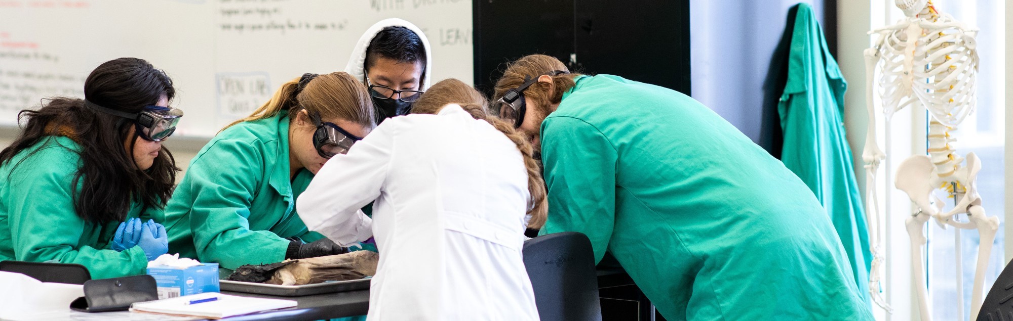 A group of four students wearing lab coats and eye coverings leans over a table with a dissection sample on it while working on an anatomy lab assignment.