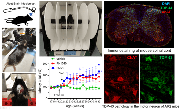 A graphic showing multiple images, including four graphics and photos showing the implantation of Alzet Brain infusion set on rats/mice, a data graph illustrating latency to falls (percentage) and age (weeks), one image of immunostaining in mouse spinal cord, and two images of TDP-43 pathology in the motor neuron of AR2 mice.