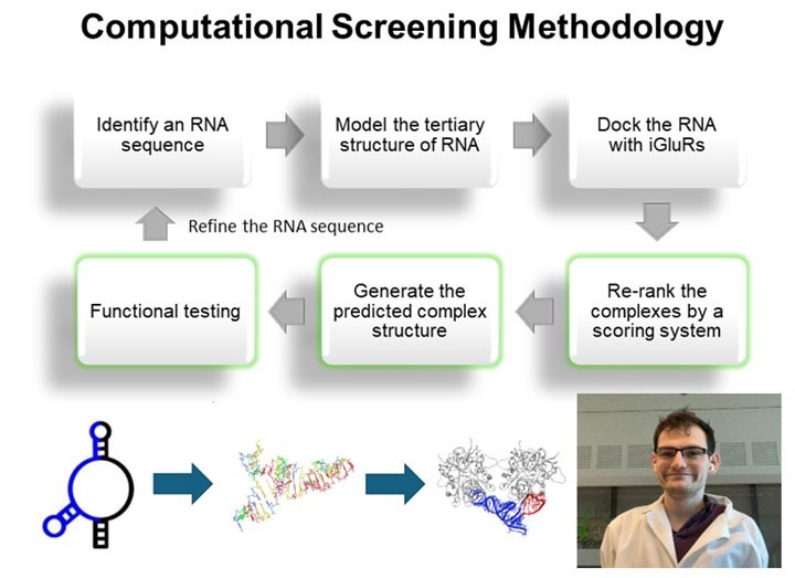 An infographic flowchart depicting computational modeling of RNA-glutamate receptor interactions. The title states Computational Screening methodology. The steps include: identify an RNA sequence, model the tertiary structure of RNA, dock the RNA with iGluRs, re-rank the complexes by a scoring system, generate the predicted complex structure and functional testing, before the steps begin again. There are also icons representing chemistry and RNA structures, and a photo of a lab assistant, included.