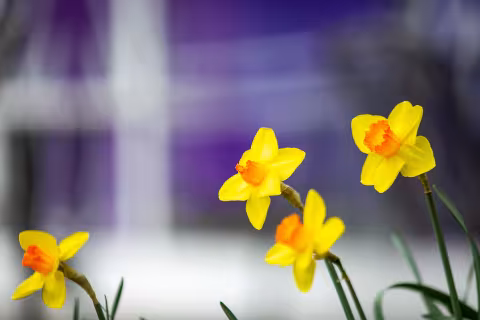 Four yellow daffodils bloom on campus