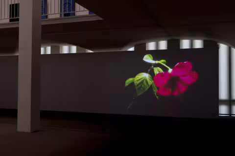 Sara Magenheimer documentation