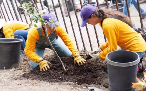Students from the Hudson-Mohawk Climate Corps plant a tree on South Pearl Street. (