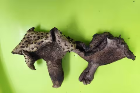 Two dark colored mushrooms appear on a bright green surface