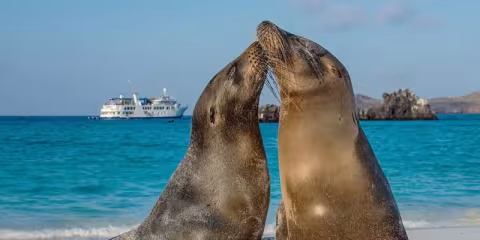 Seals canoodle on shore on Galapagos Island, with a ship in the distance.