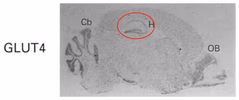 Distribution of GluT4 in a rat brain