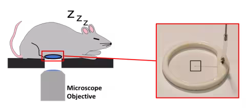 This image shows a cartoon of a mouse with an implanted intra-vital imaging window that is above a microscope objective lens. There is an inset showing a close-up image of the intravital imaging window with a microfluidic channel. 