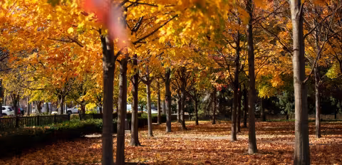 View of fall foliage on campus.