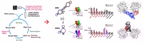 An infographic with two parts. The first graphic depicts the Transient Transfection of HEK-293 Cells with GluR2 and TAg Genes. The intact GluR2 are embedded in cell membrane and bonded with RNA Library. Through Elution by NBQx, the Bound RNA become Eluted RNA. Through RT-PCR, the Eluted RNA become DNA, which undergoes a cloning sequence and transcription to become the RNA Pool. The second graphic depicts a full AB9 becoming an AMPA receptor and pieces AB9s becoming an AMPA receptor and KA receptor, and two 