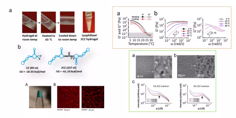 An infographic with four images of liquid inside a test tube. The first image labeled “Hydrogel at room temp,” the second image labeled “Heated to 65 degrees Celsius,” the third image labeled “Cooled down to room temp” and the fourth image labeled “Lyophilized 2CZ hydrogel.” The infographic also includes two images of chemical compounds, one image of a test tube, two microscope images of motor neurons in mice, five line graphs and four microscopic images.