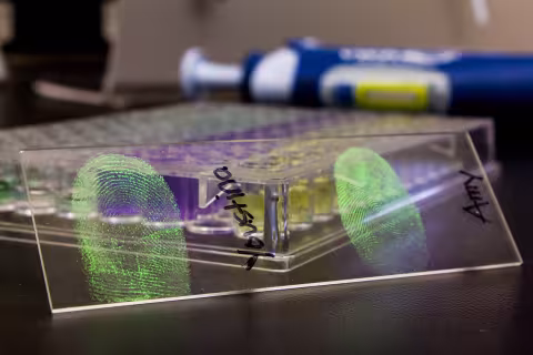 University at Albany chemistry research group, led by Assistant Professor Jan Halámek, is taking crime scene fingerprint identification to a whole new level. Dr. Halámek, and his group, have discovered a straightforward concept for identifying whether a culprit is male or female. This concept is based on content in fingerprints – specifically amino acids. According to known literature, amino acid levels in the sweat of females are about twice as high as in males.  Photographer: Paul Miller