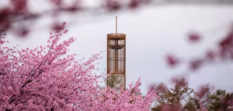 The carillon stands in the background, with pink flowering trees in the foreground.