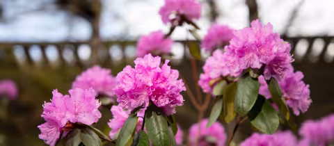 Pink flowers with green leaves and brown stems.