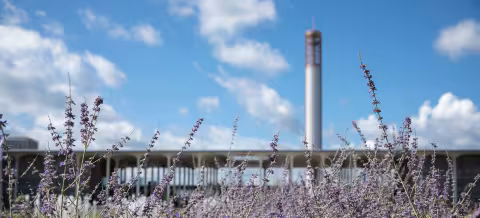 A view of the Academic Podium from afar, with the water tower visible beyond an array of purple flowers