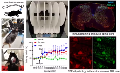 A graphic showing multiple images, including four graphics and photos showing the implantation of Alzet Brain infusion set on rats/mice, a data graph illustrating latency to falls (percentage) and age (weeks), one image of immunostaining in mouse spinal cord, and two images of TDP-43 pathology in the motor neuron of AR2 mice.