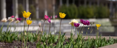 Purple and yellow tulips growing on UAlbany's Uptown Campus.