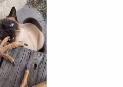 Cat licking chicken feet