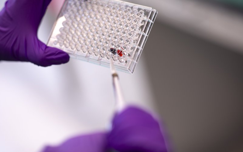 A clear plastic well plate containing two wells full of liquid; one well is red, one well is purple. the plat is being held be a person wearing purple gloves holding a clear plastic pipette.