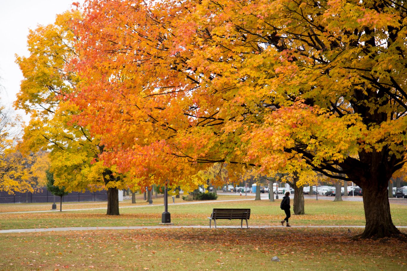 A student walks along a tree-lined Main Campus path as the leaves change color for fall.