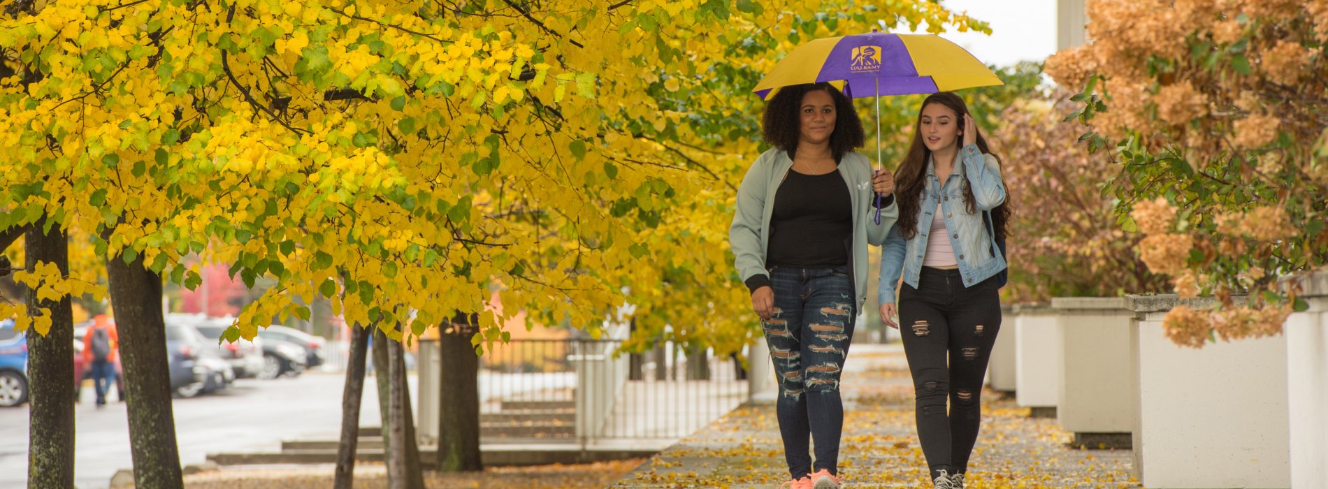 Two students walk across campus under a UAlbany umbrella and falling yellow leaves