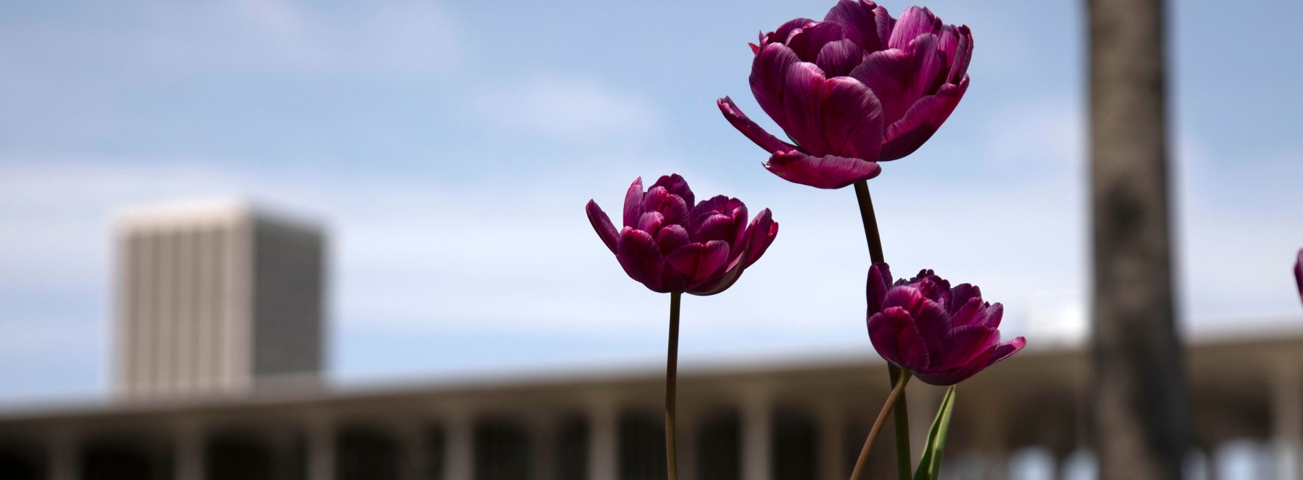 Three purple tulips in the foreground, with a building, greenery and a blue sky in the background.