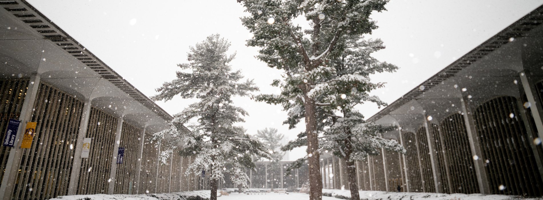 Snow laying on the ground and in the trees on UAlbany's campus.