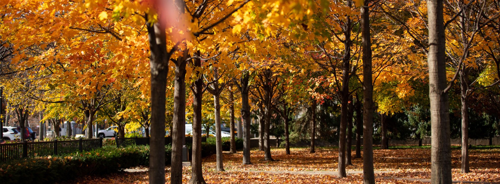 View of fall foliage on campus.