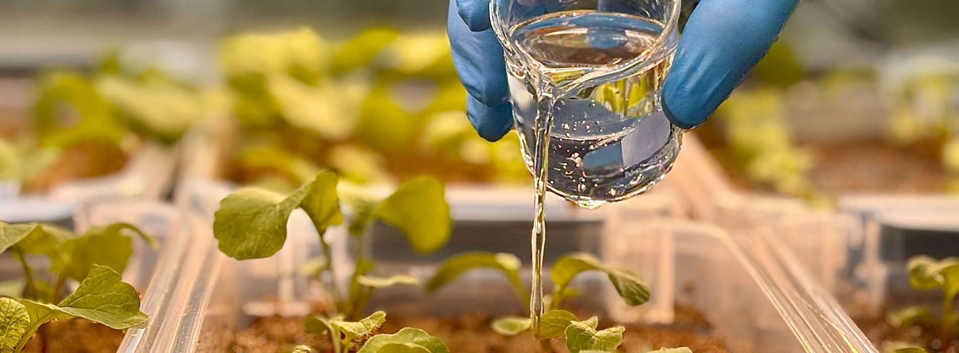 A gloved hand pouring a liquid into a box with green plants.