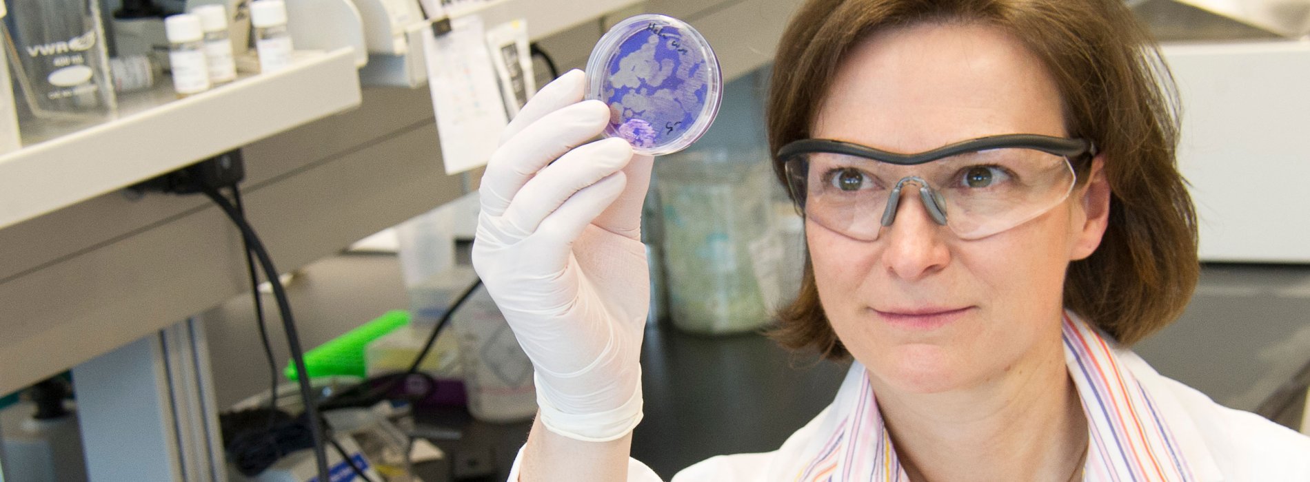 A woman wearing protective glasses and gloves holds up a petri dish with purple agar inside a laboratory.