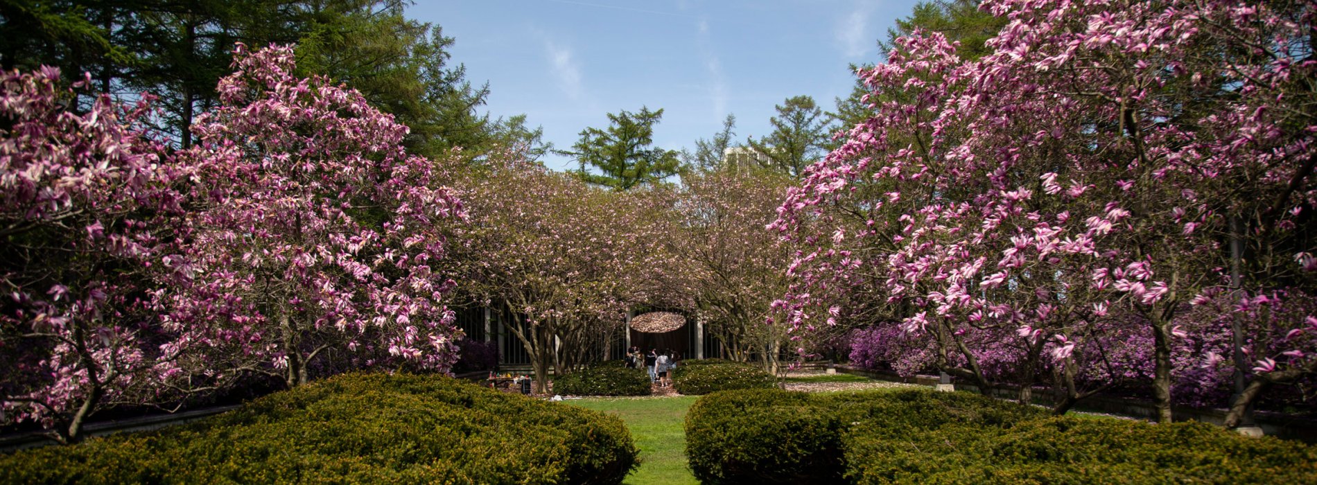 A garden on the Uptown Campus with pink flowers, green grass and bushes surrounded a bronze abstract sculpture.