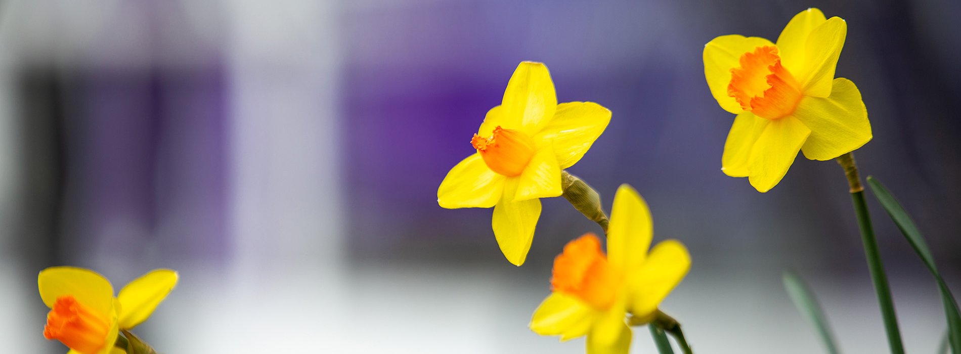Four yellow daffodils bloom on campus