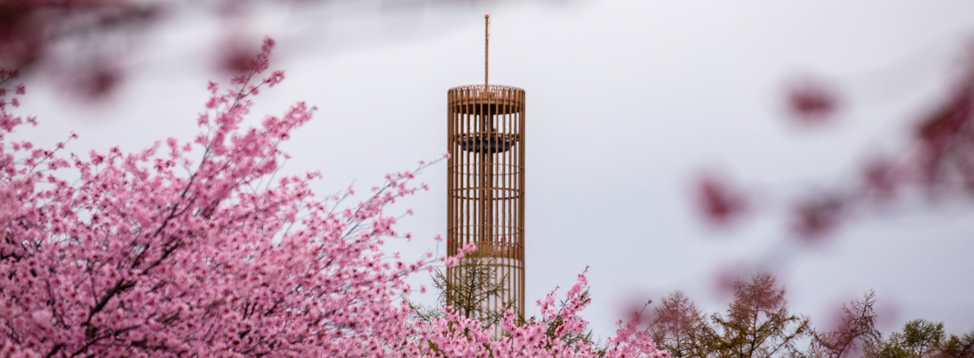 The carillon stands in the background, with pink flowering trees in the foreground.